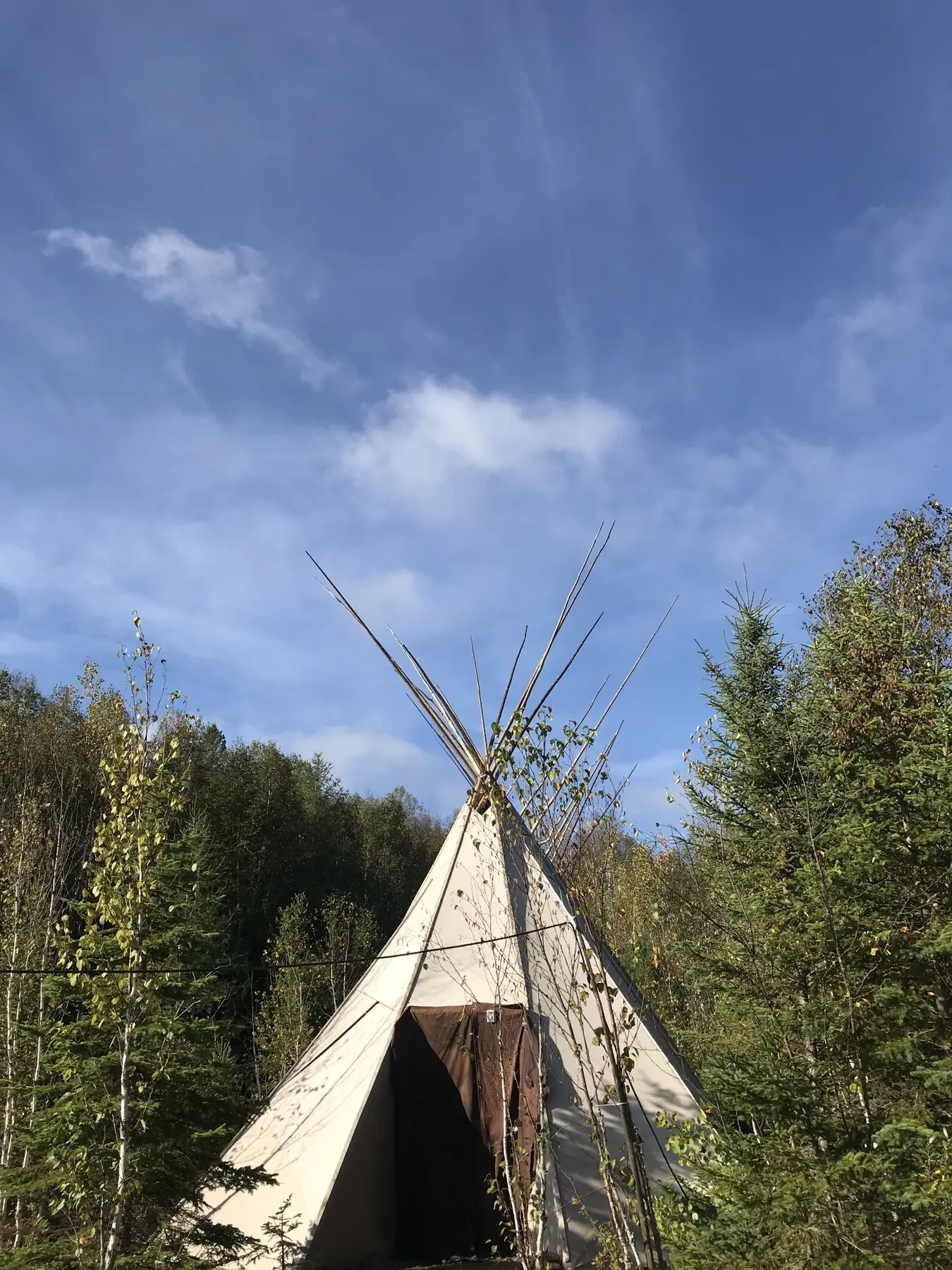 A lodge among trees at an Indigenous cultural camp